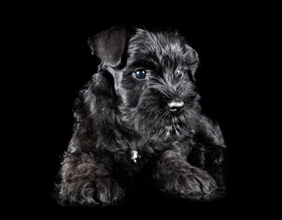 Футболка The Mountain Miniature Schnauzer Portrait - Цвергшнауцер  10C219990699 (ID#1417627438), цена: 1355 ₴, купить на Prom.ua