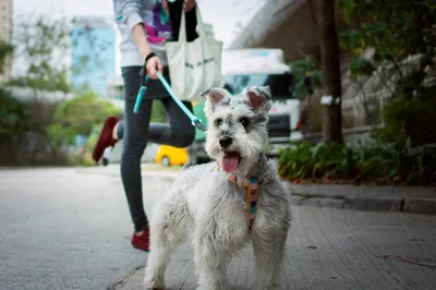 Собака Цвергшнауцер (48 фото) | Miniature schnauzer puppies, Schnauzer  puppy, Mini schnauzer puppies