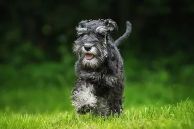 Цвергшнауцер - характеристика собак 🐶, и щенков породы — ProPlan.ru