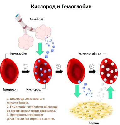 Коричневая моча - причины появления, при каких заболеваниях возникает,  диагностика и способы лечения