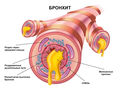 Смолянам советуют заняться хаффингом - SmolNarod.ru