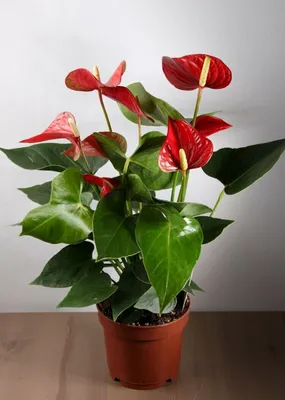 Антуриум (цветок мужское счастье): уход в домашних условиях, фото, виды,  сорта, пересадка, болезни и вредители цветка