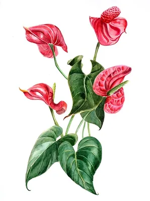 Антуриум andreanum - «Антуриум - цветок \"Мужское счастье\". Как я выращивала  своё счастье из маленького огрызка 2 года.» | отзывы
