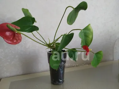 Антуриум (цветок «Мужское счастье»): уход в домашних условиях, пересадка и  фото растений