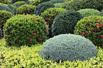 Декоративные кустарники для сада с фото и названиями | Shrubs for  landscaping, Shade loving shrubs, Shade shrubs