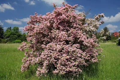 Рододендрон в саду🌸🌸 | Цветущие кустарники, Цветник, Идеи озеленения