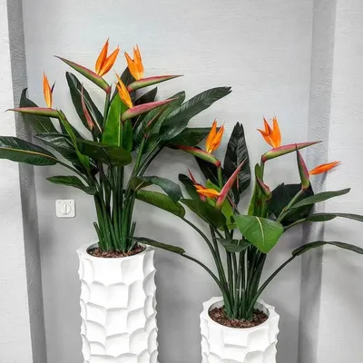 Красивые цветы в вазе на светлом фоне :: Стоковая фотография :: Pixel-Shot  Studio