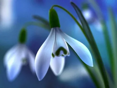 Гайд: как красиво сфотографировать цветы? | Блог Leto Flowers