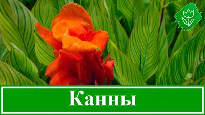 Обои Цветы Канна, обои для рабочего стола, фотографии цветы, канна, желтый,  пестрый Обои для рабочего стола, скачать обои … | Фотография цветов, Цветы,  Фото цветов