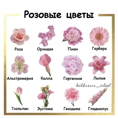 Pink flowers | Названия цветов, Редкие цветы, Необычные цветы