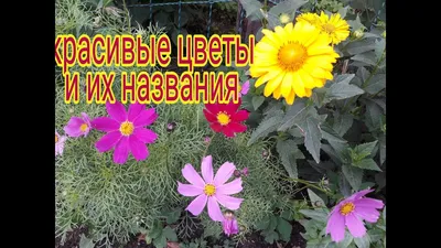 Популярные цветы для букетов | Топ-5 лучших цветов в подарок