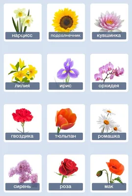 Цветы - Flowers 🌷🌻🌸🌹 | Russian language learning, Russian lessons,  Learn russian