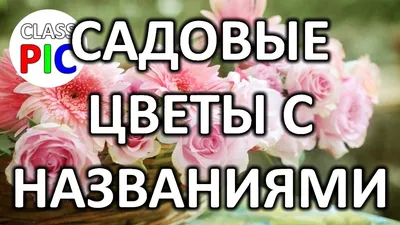 Цветы в Древней Греции - виды растений в древности