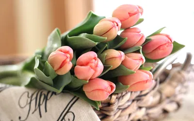 Pin by Ane castro on flowers tulips ✿♡ | Amazing flowers, Tulips images,  Pretty flowers