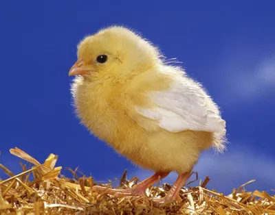 Выращивание цыплят - выращивание цыплят бройлеров в домашних условиях