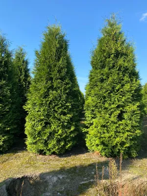 Туя западная Брабант Экстра 🌲 по лучшей цене 5500 руб. в Москве - купить  саженцы туи Brabant Extra в питомнике «Зеленый Рай»