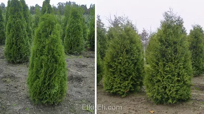 Туя западная Брабант (Thuja occidentalis Brabant) ком 120-140 см, цена в  Санкт-Петербурге от компании Вилла-планта (садовый центр и питомник  растений, ландшафтное бюро)