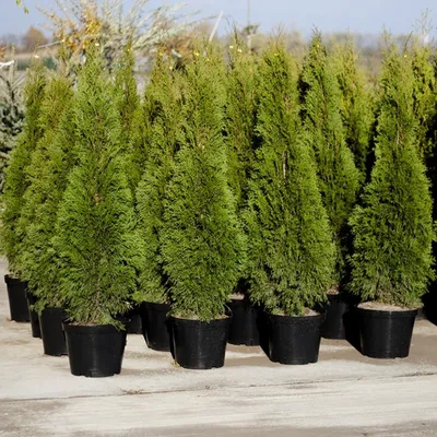 Живая изгородь из туи западной Смарагд (Thuja occidentalis 'Smaragd'),  Брабант (Thuja occidentalis 'Brabant')– элегантная защита Ваших загородных  владений — Статьи | Интернет-магазин Елки-Ели