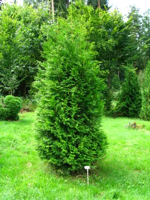 Thuja occidentalis 'Brabant' — Википедия