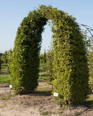 Западна туя Брабант (Thuja occidentalis Brabant) - Разсадник Хевис