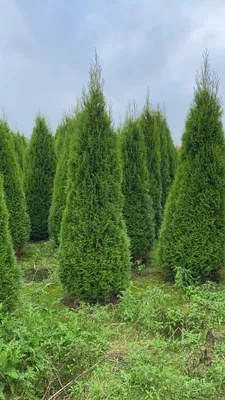 Туя западная Брабант (Thuja occidentalis Brabant) - Хвойные растения весна  2024 года - купить туи, сосны, ели.