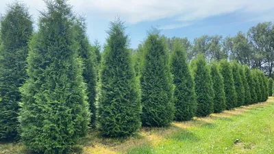 Туя западная Брабант в Москве по выгодной цене 2500 руб. 🌲 - купить  саженцы западной туи Брабант в питомнике «Зеленый Рай»