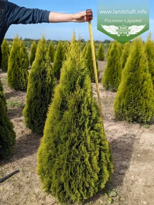 Thuja 'Golden Smaragd', Туя западная 'Голден Смарагд'|landshaft.info