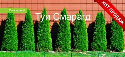 Туя западная Смарагд (Thuja occidentalis Smaragd) - Хвойные растения весна  2024 года - купить туи, сосны, ели.