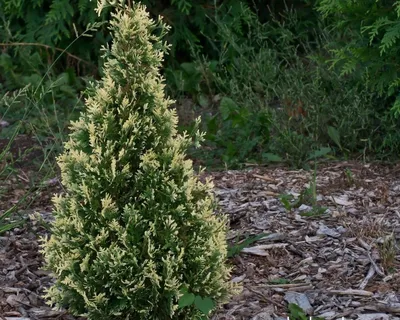 Купить Туя вересковидная (Thuja occidentalis) с доставкой почтой в  интернет-магазине Архиленд