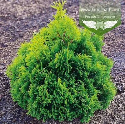 Туя западная Смарагд (Thuja occidentalis Smaragd) - Хвойные растения весна  2024 года - купить туи, сосны, ели.