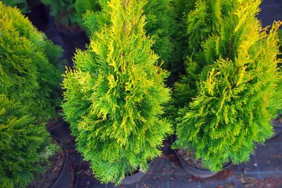 Thuja occidentalis 'Miky', Туя западная 'Мики'|landshaft.info