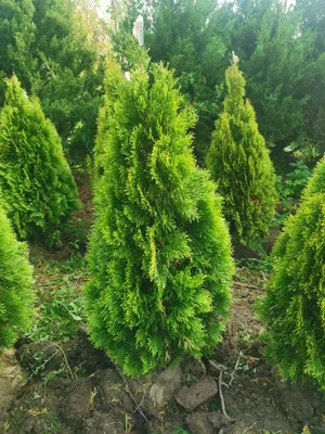 Туя Смарагд Голд 🌲 по лучшей цене в Москве - купить саженцы туи Golden  Smaragd в питомнике «Зеленый Рай»