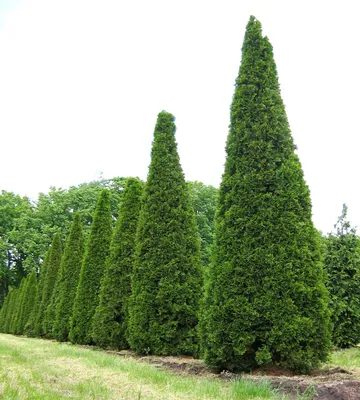 Продажа Thuja occidentalis Smaragd Туя западная Смарагд в Санкт-Петербурге.  Купить в СПб