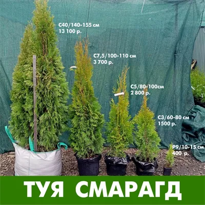 Туя западная «Smaragd» C2 (Ø 17 см, H 50 см) - Садовый центр Земля Х