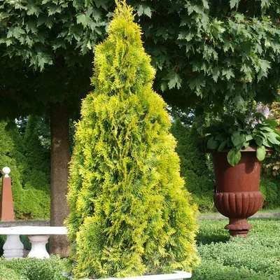 Туя Smaragd 30 см / Туя западная Смарагд 30 см / Thuja occidentalis Smaragd  (ID#1207226672), цена: 85 ₴, купить на Prom.ua