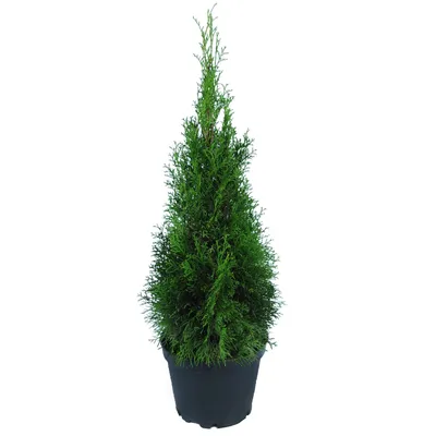 Западна туя Смарагд (Thuja occidentalis Smaragd) - Разсадник Хевис