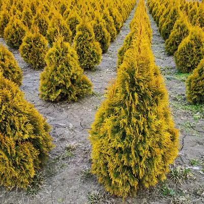 🌱 Туя западная Smaragd по цене от 9261 руб: саженцы, крупномеры - купить в  Москве с доставкой - интернет-магазин Все Сорта