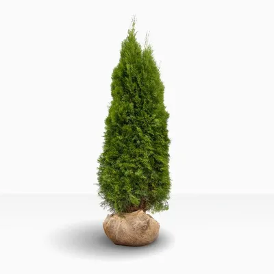 Туя западная Смарагд Лайт Уайт Thuja occidentalis Smaragd Light White |  Питомник Тайга