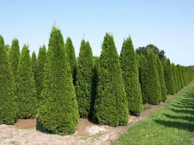 Саженец западной туи 'Смарагд'/Thuja occidentalis 'Smaragd' С7,5-10/80-100  в Оренбурге: купить недорого, цены и отзывы, характеристики, фото