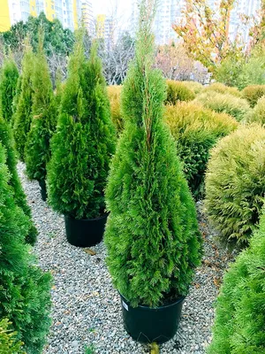 Туя западная Смарагд шаровидная /Thuja occidentalis Smaragd 40-50 С15, шт -  Амрита