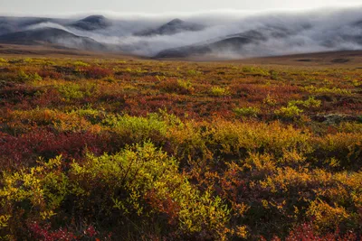 Tundra Biome