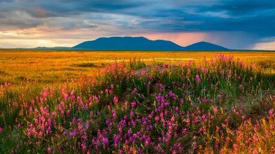 What the Arctic tundra looks like in bloom (PHOTOS) - Russia Beyond