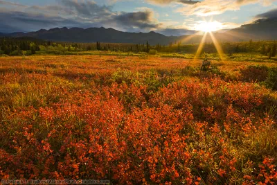 Tundra photos from Alaska's Interior and Arctic landscape.