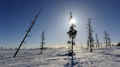 Tundra biome hi-res stock photography and images - Alamy