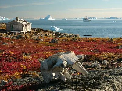 Vorrücken der Bäume schluckt arktische Tundra - wissenschaft.de