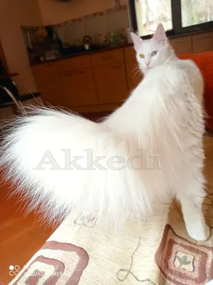 https://zoobonus.ua/ru/breed/tureckaya-angora