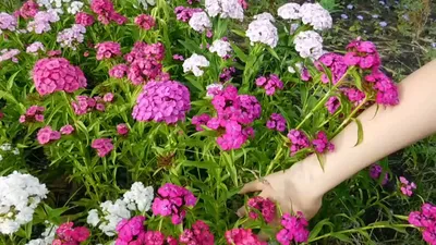 Турецкая гвоздика ( Dianthus barbatus) - «Турецкая гвоздика. Уход и  агротехника. Посев на рассаду в теплицу. Лучшие сорта. » | отзывы