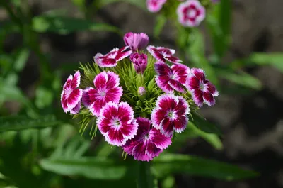 Турецкая гвоздика ( Dianthus barbatus) - «В этом году гвоздика просто  спасает мою клумбу! Неприхотливый и очень красивый цветок, которому не  страшно даже очень холодное лето. » | отзывы