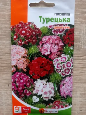 Турецкая гвоздика с бутонами других цветов Красные и белые цветки Стоковое  Изображение - изображение насчитывающей кровопролитное, украшение: 151626463