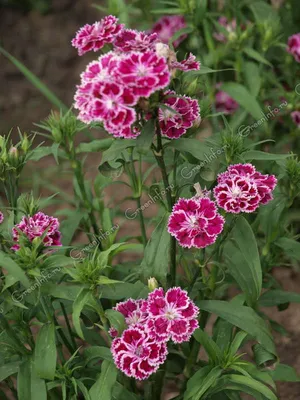 Турецкая гвоздика ( Dianthus barbatus) - «Чудесная, воздушная и резная  кисея соцветий гвоздики!» | отзывы